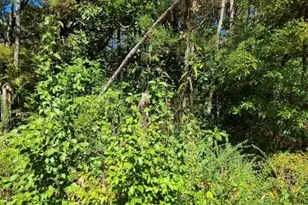 0 Scarlett Ln, Rome, GA 30161 - Photo 4