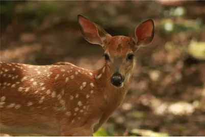 304 Sunset Court, Jasper, GA 30143 - Photo 38