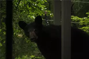 304 Sunset Ct, Jasper, GA 30143 - Photo 36