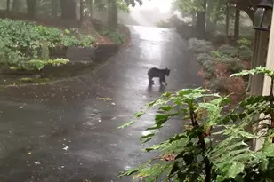 352 Sanderlin Mountain Dr, Big Canoe, GA 30143 - Photo 64