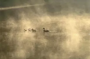 2308 Rackley Rd, Ellijay, GA 30536 - Photo 8