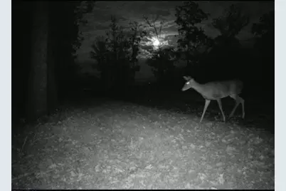 2308 Rackley Road, Ellijay, GA 30536 - Photo 10