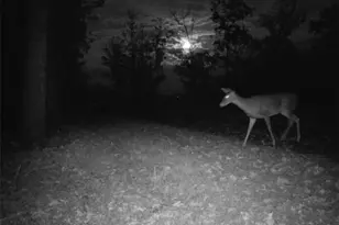 2308 Rackley Rd, Ellijay, GA 30536 - Photo 10