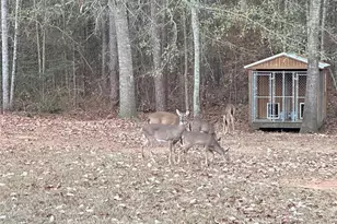 350 Lee Paul Rd, Hawkinsville, GA 31036 - Photo 44