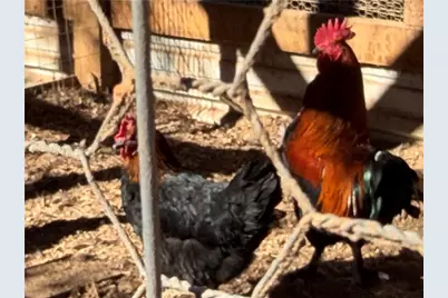 117 Joes Cove, Dawsonville, GA 30534 - Photo 62