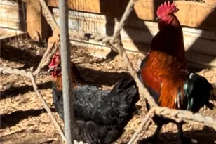 117 Joe's Cv, Dawsonville, GA 30534 - Photo 62