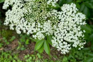 2736 Whisper Trail, Douglasville, GA 30135 - Photo 40