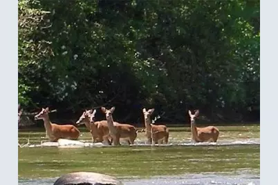 82 Monitor Drive, Ellijay, GA 30540 - Photo 42