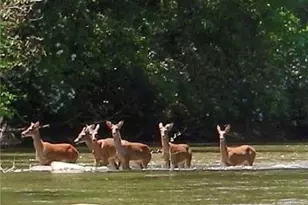 82 Monitor Dr, Ellijay, GA 30540 - Photo 42