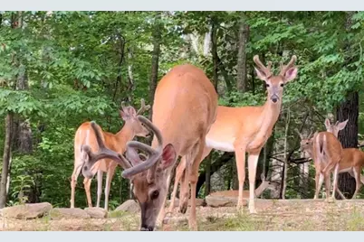 82 Monitor Drive, Ellijay, GA 30540 - Photo 40