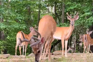 82 Monitor Dr, Ellijay, GA 30540 - Photo 40