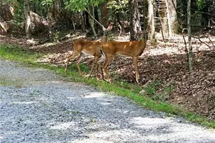 44 W D Ct, Ellijay, GA 30540 - Photo 44