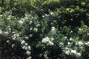 245 Ridge Point Ct, Alpharetta, GA 30022 - Photo 44