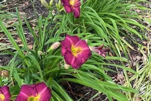 2915 Brookwater Dr, Cumming, GA 30041 - Photo 30