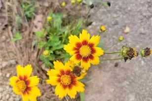 224 Chimney Sweep Trail, Fairmount, GA 30139 - Photo 50