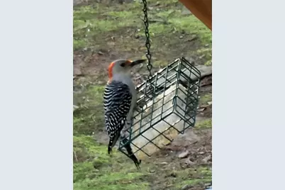 224 Chimney Sweep Trail, Fairmount, GA 30139 - Photo 48