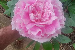 224 Chimney Sweep Trail, Fairmount, GA 30139 - Photo 48