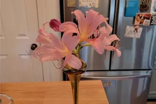 224 Chimney Sweep Trail, Fairmount, GA 30139 - Photo 54