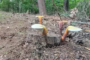 224 Chimney Sweep Trail, Fairmount, GA 30139 - Photo 52