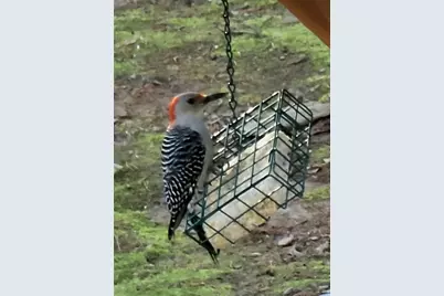 224 Chimney Sweep Trail, Fairmount, GA 30139 - Photo 46