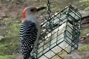 224 Chimney Sweep Trail, Fairmount, GA 30139 - Photo 46