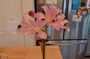 224 Chimney Sweep Trail, Fairmount, GA 30139 - Photo 54