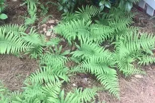 431 Providence Club Dr, Monroe, GA 30656 - Photo 50