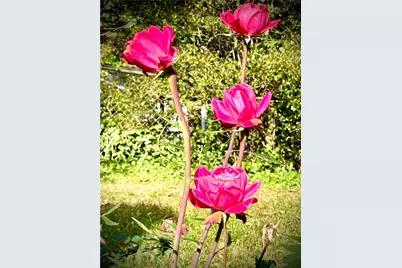 245 Willow Springs Drive, Roswell, GA 30075 - Photo 42