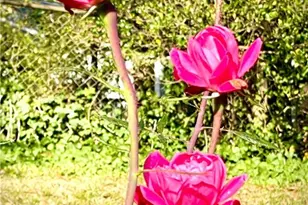 245 Willow Springs Dr, Roswell, GA 30075 - Photo 42