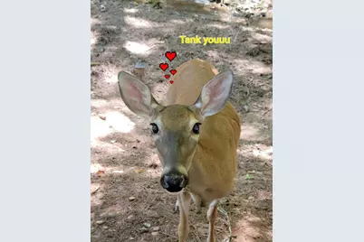 870 Ogden Drive, Ellijay, GA 30540 - Photo 22