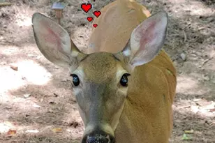 870 Ogden Dr, Ellijay, GA 30540 - Photo 22