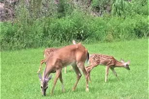 118 Osage Ct, Waleska, GA 30183 - Photo 36