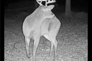 222 Grouse Ln, Talking Rock, GA 30175 - Photo 68