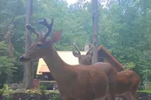 222 Grouse Ln, Talking Rock, GA 30175 - Photo 66