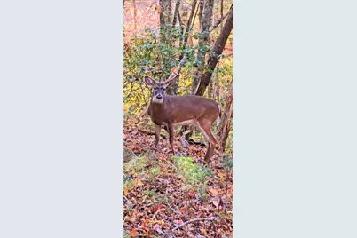 Lot 3 Gold Ridge Trail, Cherrylog, GA 30522 - Photo 14