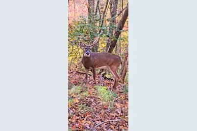 Lot 4 Gold Ridge Trail, Cherrylog, GA 30522 - Photo 12