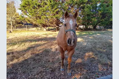 810 Nix Road, Milton, GA 30004 - Photo 10