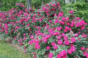 61 Maplewood Cove, Acworth, GA 30101 - Photo 58