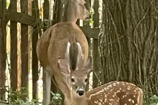 4075 Dream Catcher Dr, Woodstock, GA 30189 - Photo 2