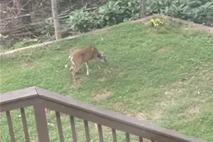 5560 Pilgrim Point Ext, Cumming, GA 30041 - Photo 46