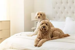 2425 Peachtree Rd NE, Atlanta, GA 30305 - Photo 34