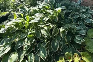 3137 Beechwood Dr, Lithia Springs, GA 30122 - Photo 56