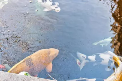 1060 Birmingham Road, Milton, GA 30004 - Photo 38