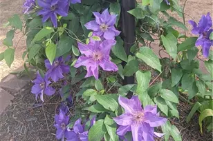 2572 Pembrooke Way, Lawrenceville, GA 30044 - Photo 38