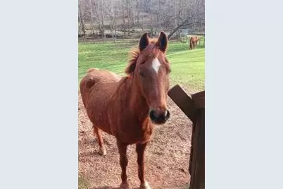 720 Guy Jarrard Road, Dahlonega, GA 30533 - Photo 8