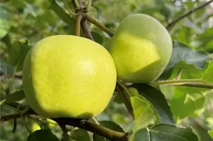 1760 Shire Village Dr, Sugar Hill, GA 30518 - Photo 40