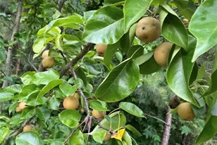 1760 Shire Village Dr, Sugar Hill, GA 30518 - Photo 38