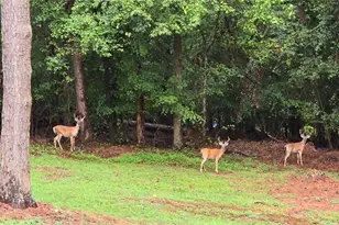 4279 Red Fox Trail Trail, Oakwood, GA 30566 - Photo 66