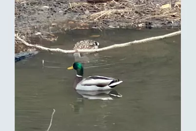 8923 Carroll Manor Drive, Atlanta, GA 30350 - Photo 32