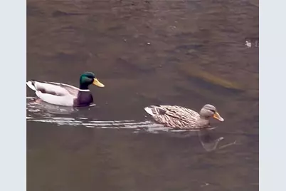 8923 Carroll Manor Drive, Atlanta, GA 30350 - Photo 30